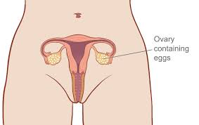 See full list on mayoclinic.org Morning After Pill Emergency Contraception How To Get Morning After Pill Cost Effectiveness Family Planning Victoria