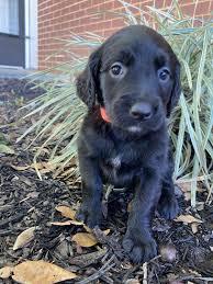 Golden retrievers for sale in alabama golden retrievers in alabama. Golden Retriever Puppies For Sale Fort Rucker Al 352709