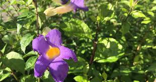 Image result for Thunbergia reticulata