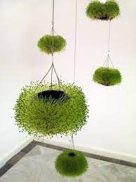 Pin On Succulent Plant Ideas