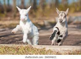 Baby Goat Jumping Images Stock Photos Vectors Shutterstock