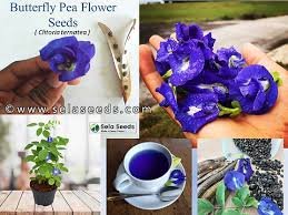 Image result for Clitoria ternatea