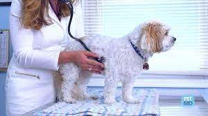 Enlarged Heart Dilated Cardiomyopathy In Dogs Petmd
