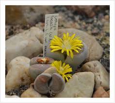 Maybe you would like to learn more about one of these? Lithops How To Grow And Care For Living Stone Plants Epic Gardening