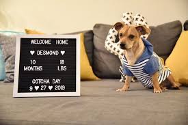 Maybe you would like to learn more about one of these? Arizona Small Dog Rescue 1102 W Hatcher Rd Phoenix Az Animal Rescue Relocation Transporting Mapquest