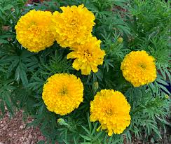 Image result for Tagetes erecta