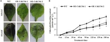For starters, the everhard navel orange is more compact than the average navel orange tree. Frontiers Ectopic Expression Of Cskcs6 From Navel Orange Promotes The Production Of Very Long Chain Fatty Acids Vlcfas And Increases The Abiotic Stress Tolerance Of Arabidopsis Thaliana Plant Science