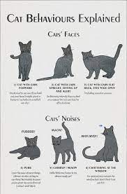 Americaninfographic Cat Behavior Cat Language Cat Facts