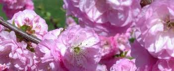 Maybe you would like to learn more about one of these? Prunus Dwarf Flowering Almond Pink Flowering Almond Prunus Glandulosa Rosea Plena