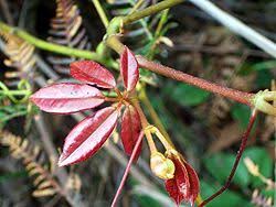 Image result for Cissus cucumerifolia