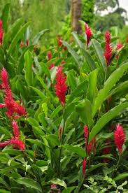 Alpinea Purpurata Alpinia Purpurata Cultivo De Ervas Decoracao Jardim E Fonte Jardim