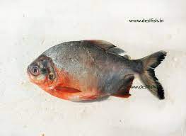 Roopchand Fish Sea Fish Food