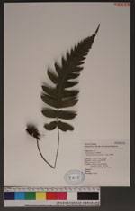 Image result for Stegnogramma