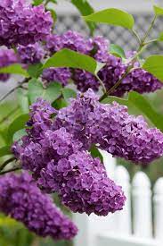 21 Of The Prettiest Flowering Shrubs For Hedges Flowering Shrubs Flower Hedge Garden Shrubs