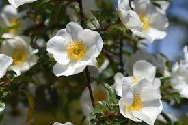 Image result for Rosa laevigata