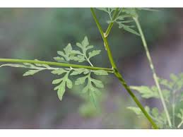Image result for Bidens bipinnata