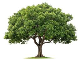 Image result for Ceratonia