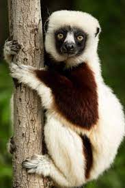 Lemurs In Madagascar How Observing Them Can Save Them Madagascar Animals Animals Beautiful Animal Planet