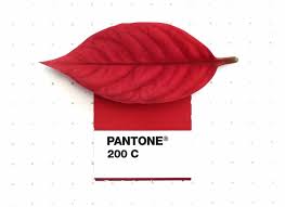 Marketing or anything else, just the printing, shipped to fiji. Color Challenges How To Choose The Right Color For Your Project