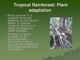 In the same manner rubber tree, which is a tropical rainforest habitat tree, can not survive in a desert habitat. Biomes Ppt Download