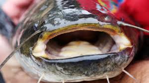 With wells fargo online® banking, access your checking, savings and other accounts, pay bills online, monitor spending & more. Das Monster Vom Ettlinger Horbachsee Ist Ein Wels