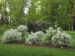 Image result for Dasylepis racemosa