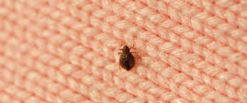 Looking for pest control in mumbai? Bed Bug Pest Control Mumbai Archives Swami Samarth Pest Control