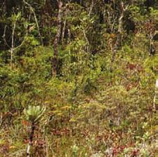 Image result for Phylica emirnensis