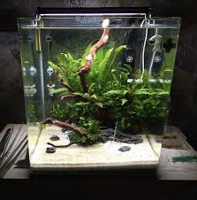 Pin By Karen Andrews On Aqua Betta Aquarium Betta Fish Tank Nano Aquarium