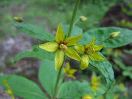 Image result for Lysimachia