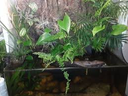 Growing Plants In Hob Filters Thoughts Apsa