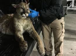 He is the eighth cougar to be found dead in the general area of the santa monica mountains. Texas Game Warden On 200 Pound Mountain Lion Until You Lay Eyes On One It S Hard To Believe