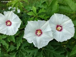 Image result for Merremia