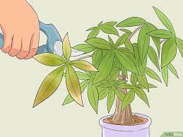 How To Care For A Money Tree Money Tree Plant Trees To Plant Money Tree Bonsai
