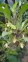 Image result for Bulbophyllum rugosibulbum