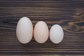 what are the different sizes of chicken eggs egg size