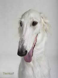 The breed resemble some central asian breeds such as the afghan hound, saluki and the kyrgyz taigan. Cookie The Borzoi Borzoi Dog Borzoi Beautiful Dogs
