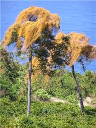 Image result for Cassytha filiformis