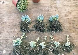 It's time i started my propagation. Dividing Succulents Propagating Succulents The Succulent Eclectic