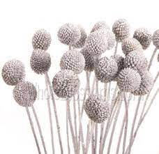 Silver Flowers Buy Silver Flowers Online Silver Rose Silver Thistle Silver Flowers Anniversary Flowers Wholesale Flowers