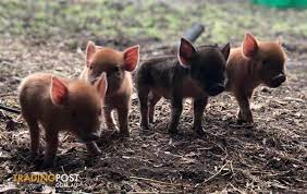 Caring for your pet ferret. Miniatures Pigs Minature Piglets