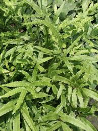 Image result for Pteris cretica