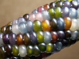 More Beautiful Glass Gem Corn Why Are There So Many Vibrant Colors In A Single Ear Of Corn You Don T Usually See Flo Glass Gem Corn Rainbow Corn Colored Corn
