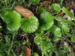 Image result for Nervilia crociformis