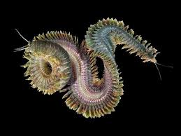 Image result for Polychaeta spp.