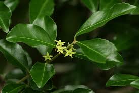 Image result for Hippocratea crenata