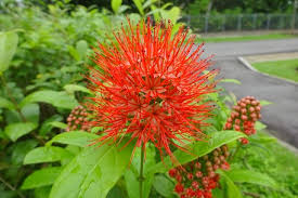 Image result for Combretum constrictum