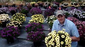 Osteospermum Blue Eyed Beauty Youtube