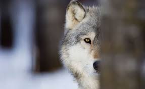 Encounters With A Wolf