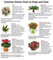 Pet Safety For Summer Inside And Out Cat Safe Plants Toxic Plants For Cats Plants
